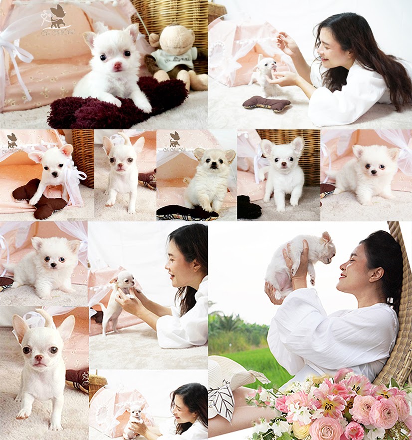 ชิชิลชิล-ฟาร์มชิวาวาสีขาว-ชิวาวาขนสั้นสีขาว-ชิวาวาขนยาวสีขาว